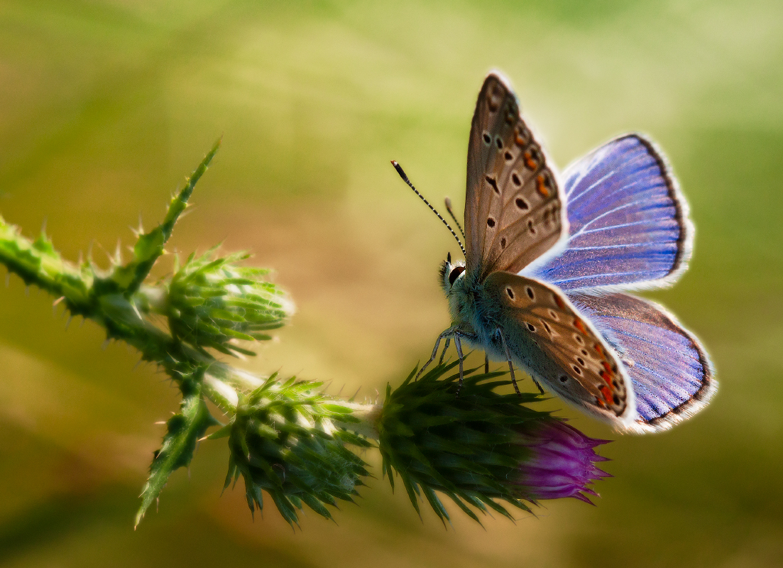 photo "***" tags: macro and close-up, nature, 