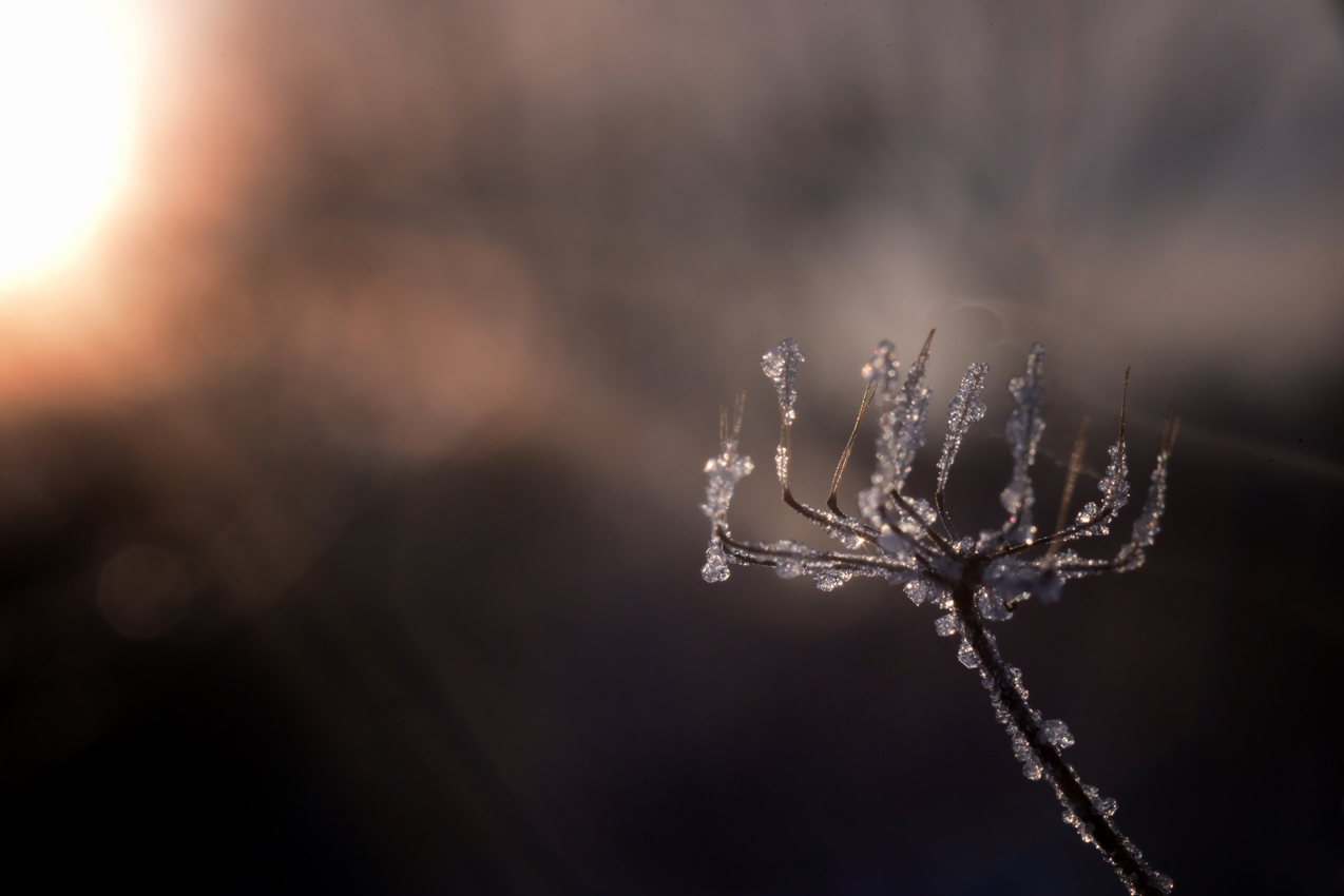 photo "***" tags: macro and close-up, 