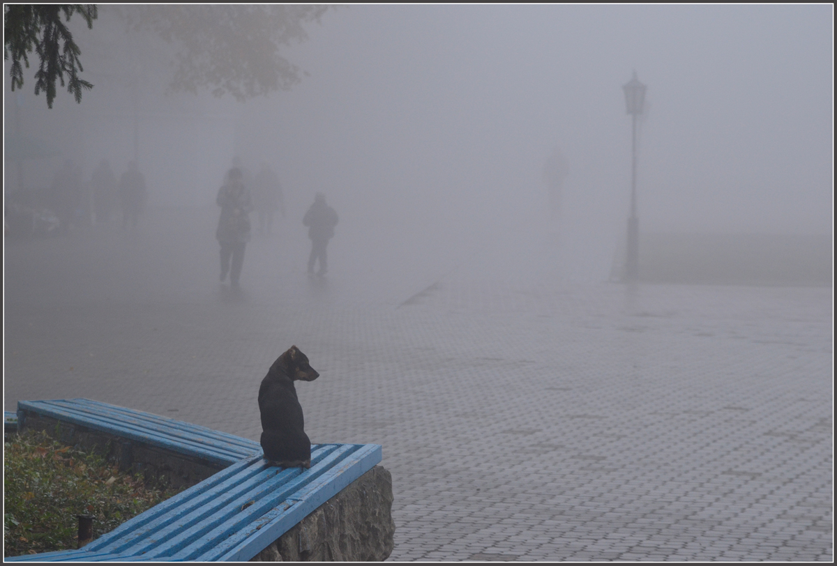 фото "Потерялся в тумане" метки: жанр, 