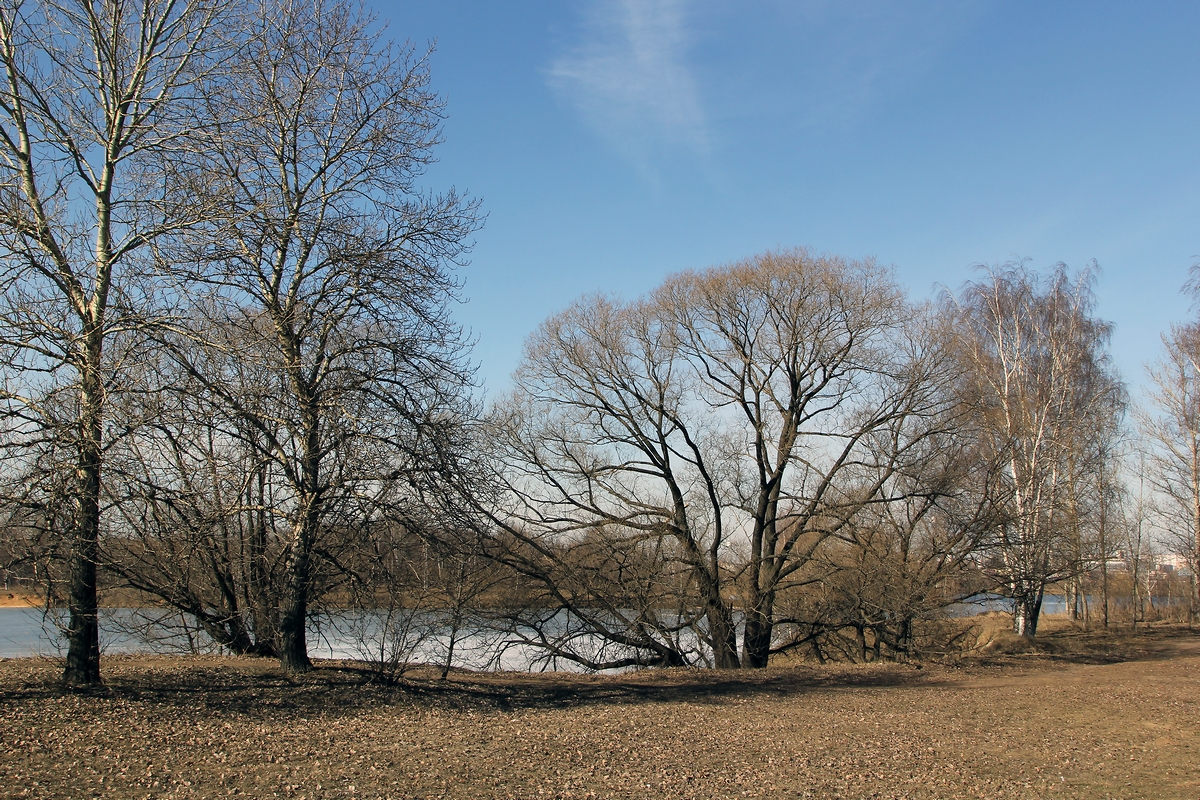 photo "Trees" tags: landscape, 