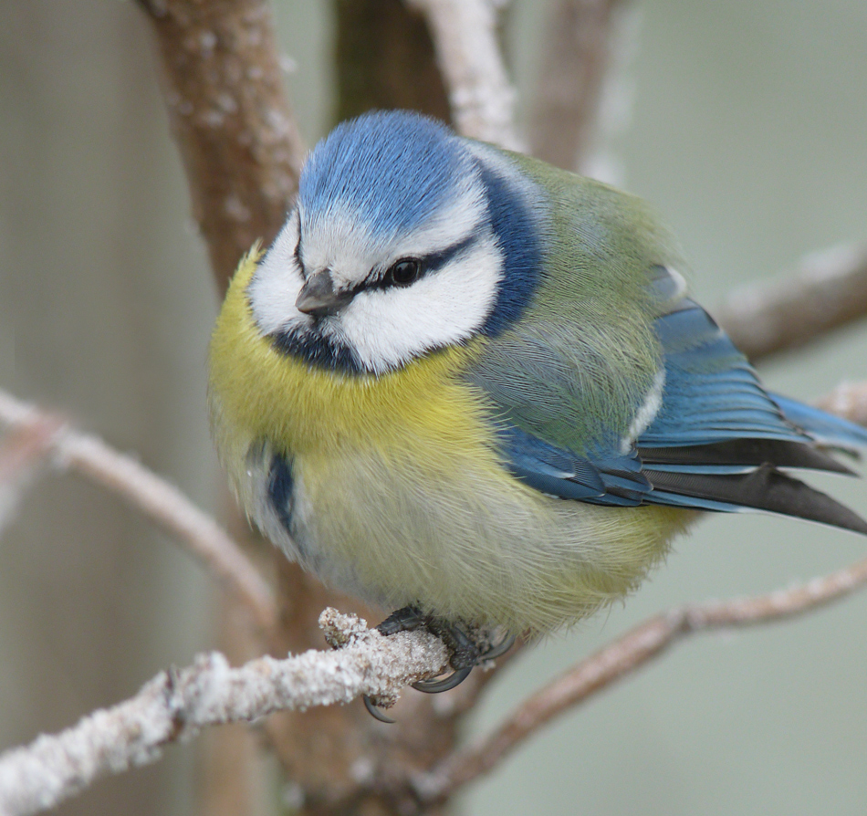 photo "***" tags: macro and close-up, nature, wild animals, winter