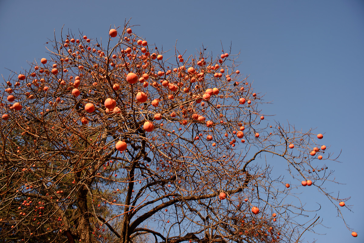 фото "***" метки: природа, 