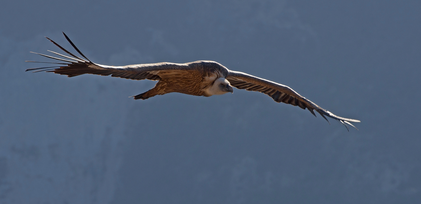 photo "***" tags: nature, flight, look, wild animals, wings, Сип, размах