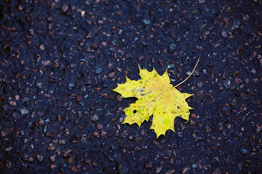 photo "***" tags: nature, street, macro and close-up, autumn, асфальт, кленовый лист