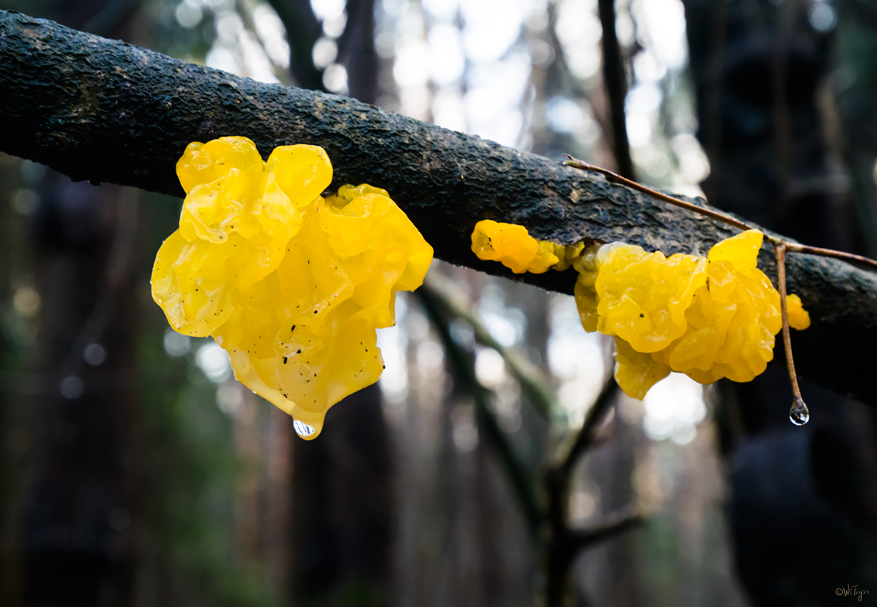 photo "***" tags: macro and close-up, forest, winter