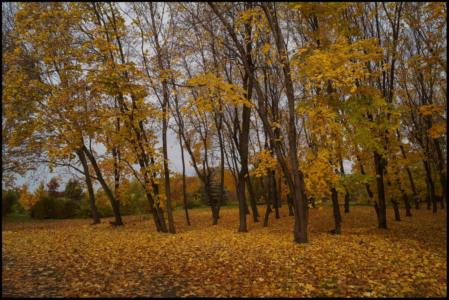 фото "Осень..." метки: пейзаж, 