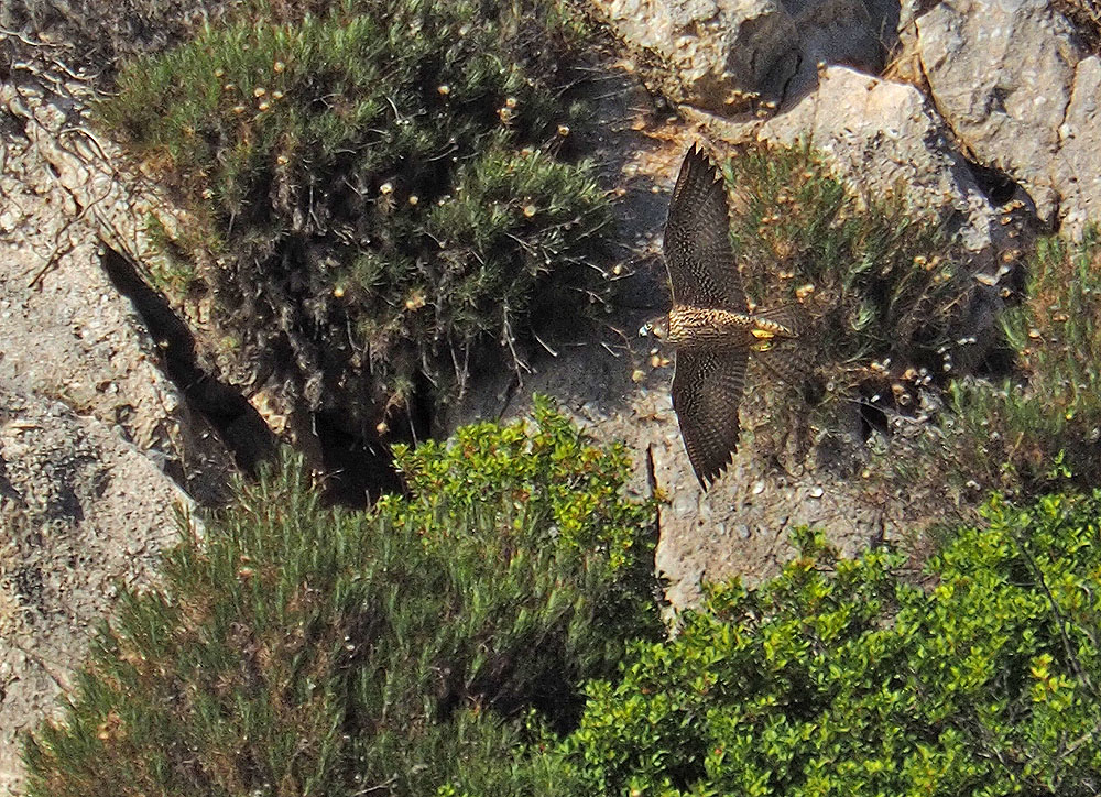 photo "In Flight" tags: nature, landscape, reporting, 