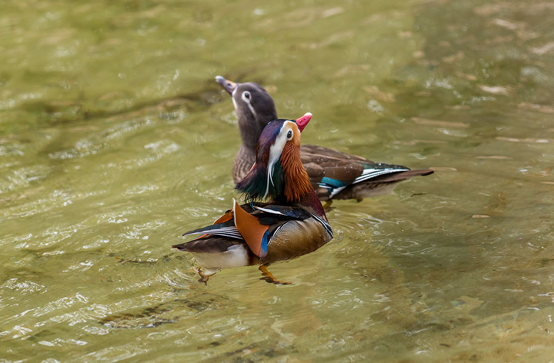 photo "Mandarin Duck-Male+Female" tags: nature, travel, bird, duck