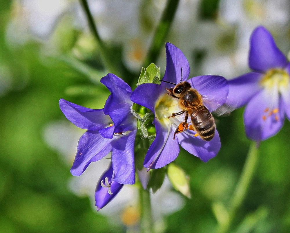 фото "Трудяга" метки: макро и крупный план, крупный план, пчела