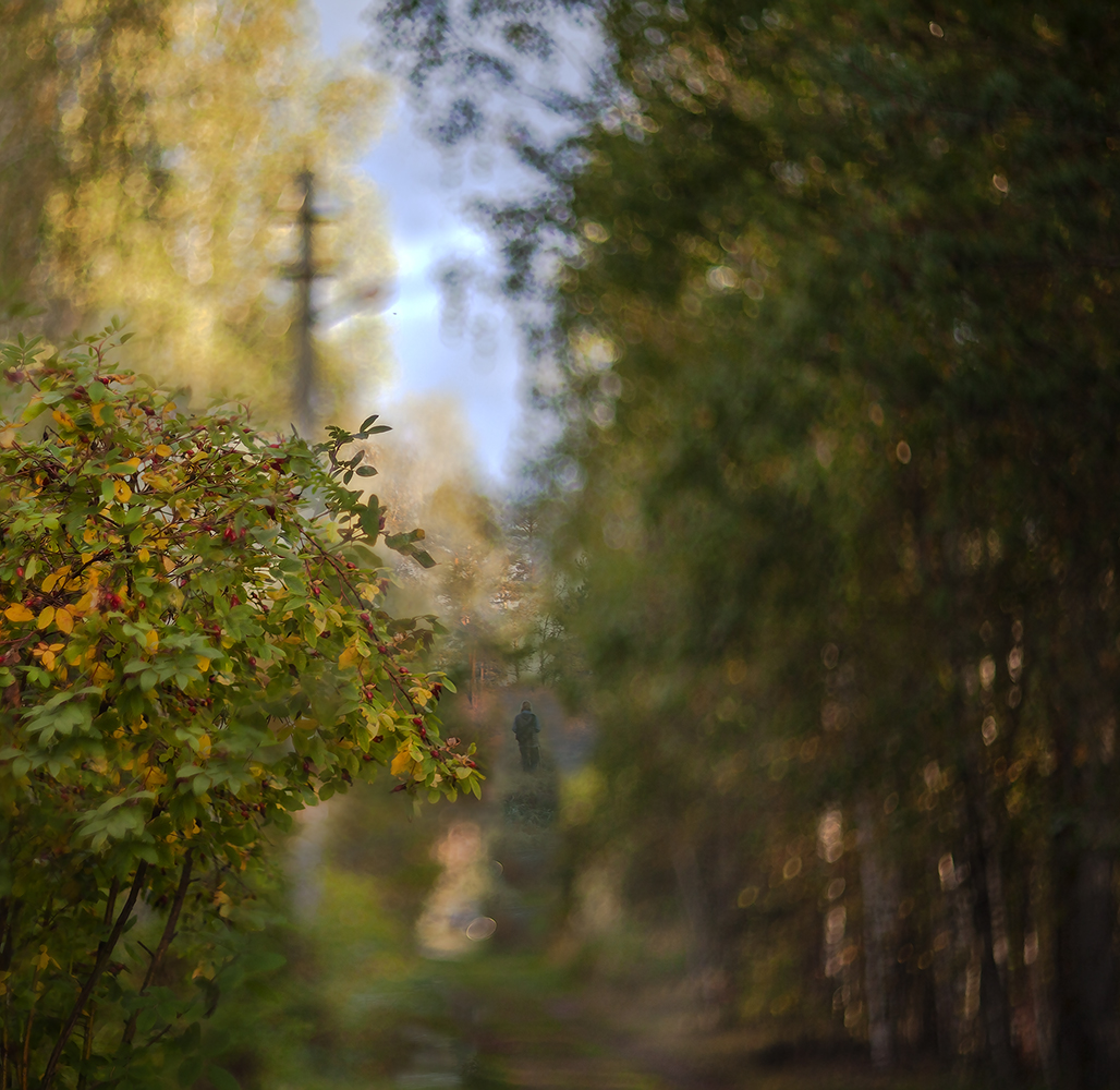 фото "Шиповник зрелый..." метки: природа, фотомонтаж, 