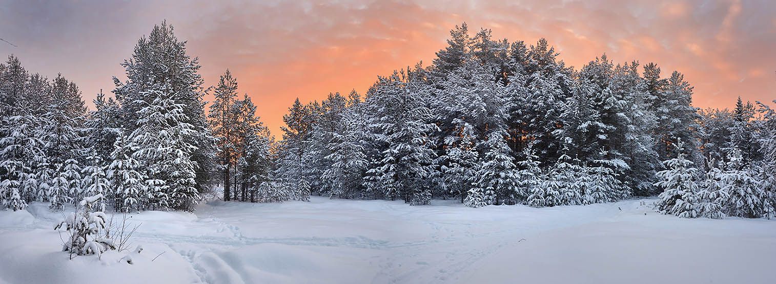 photo "***" tags: landscape, forest, winter