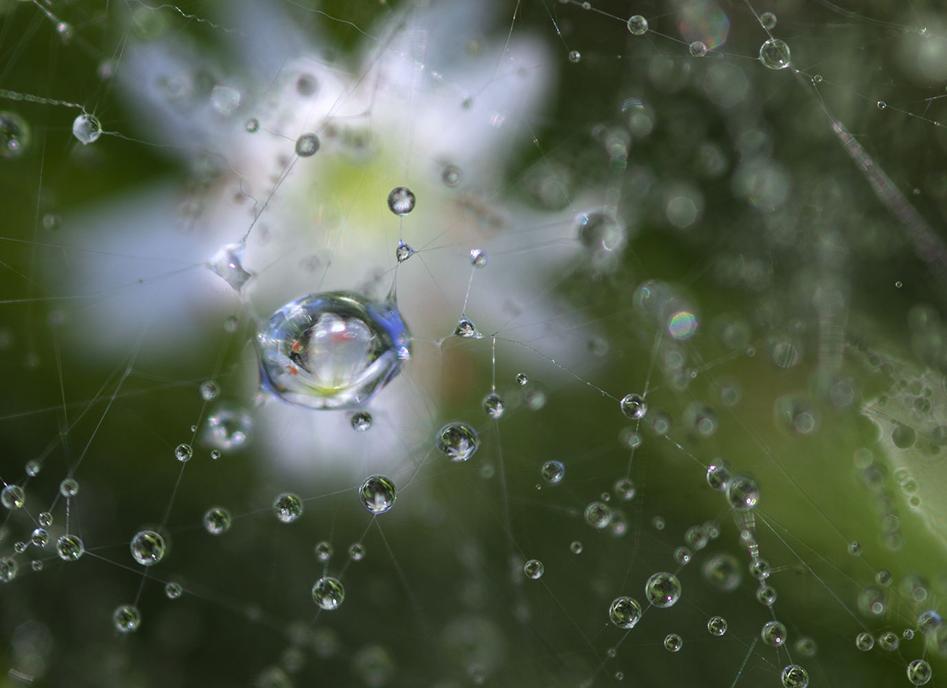 photo "***" tags: macro and close-up, nature, 