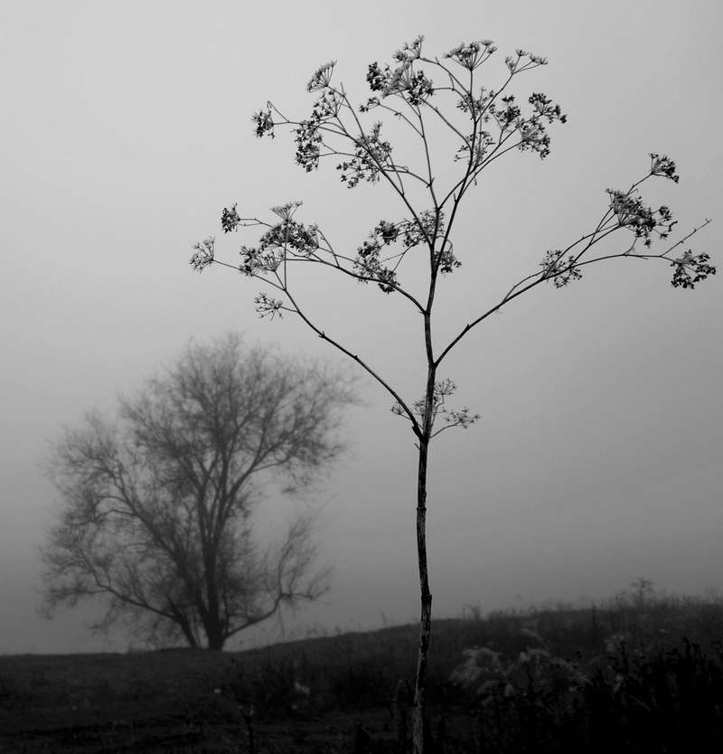 photo "***" tags: nature, landscape, black&white, 