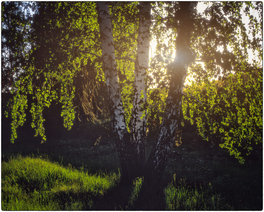 photo "***" tags: nature, 120, 6x7, FUJICHROME Velvia 50, Mamiya RZ67