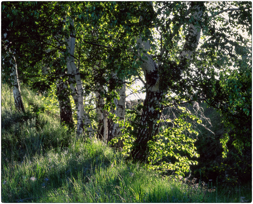 photo "***" tags: nature, 120, 6x7, FUJICHROME Velvia 50, Mamiya RZ67