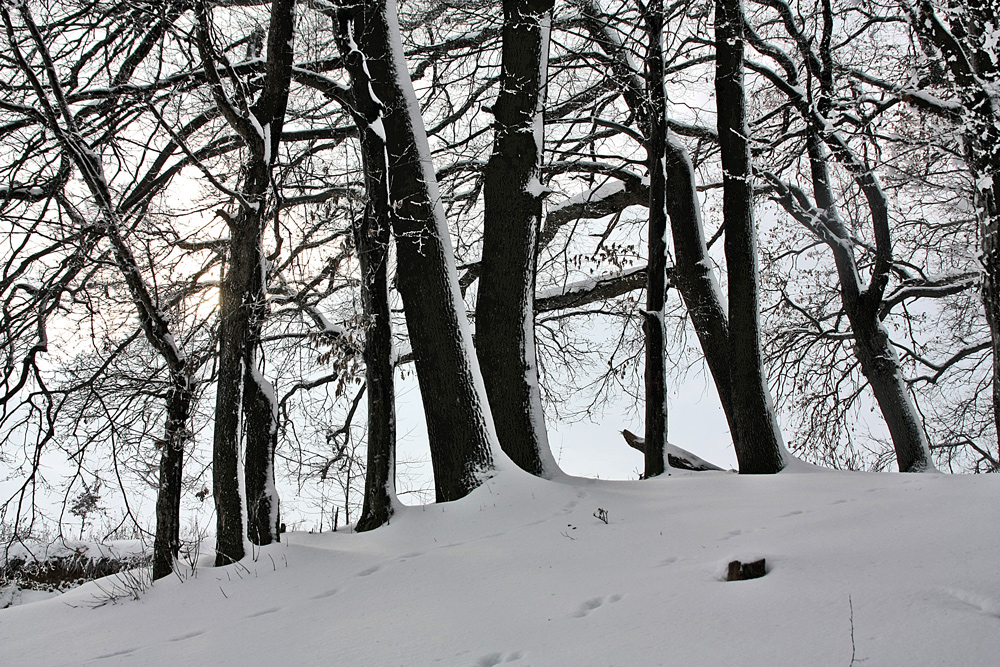 photo "The end of the forest" tags: landscape, 