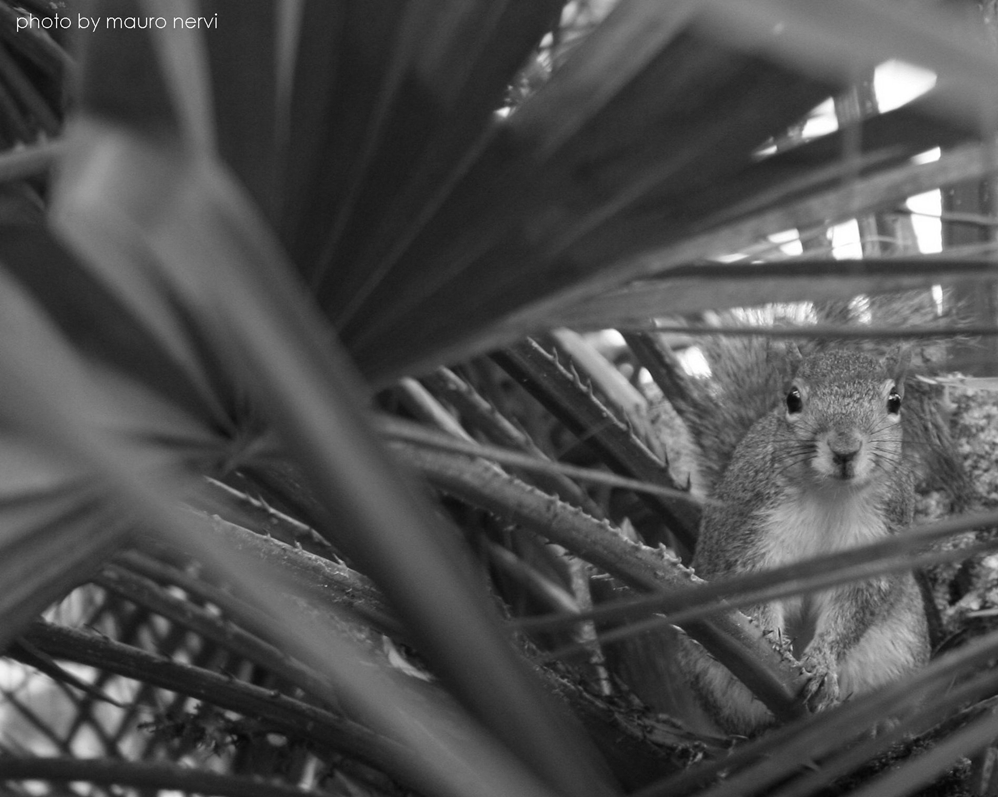 photo "a little friend in the forest" tags: black&white, 