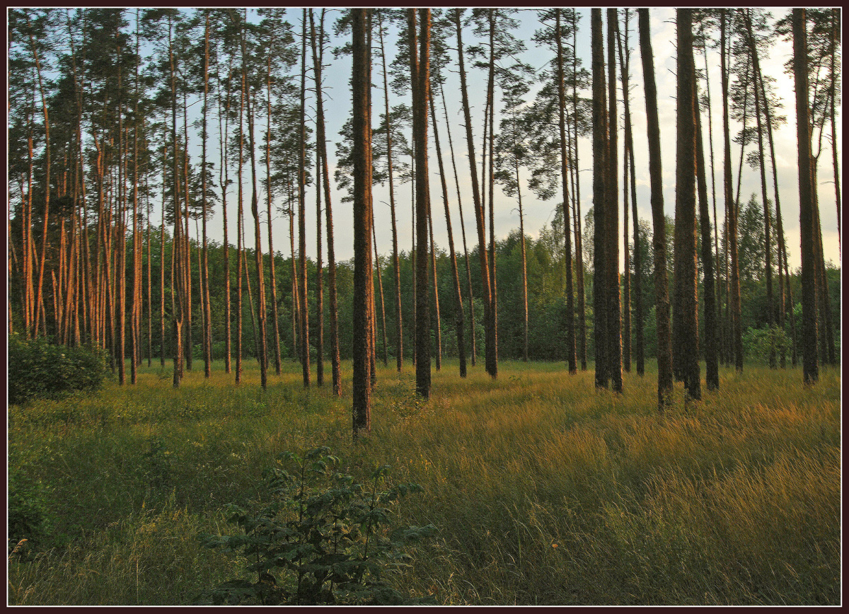 photo "***" tags: landscape, evening, forest, summer, sunset, сосны