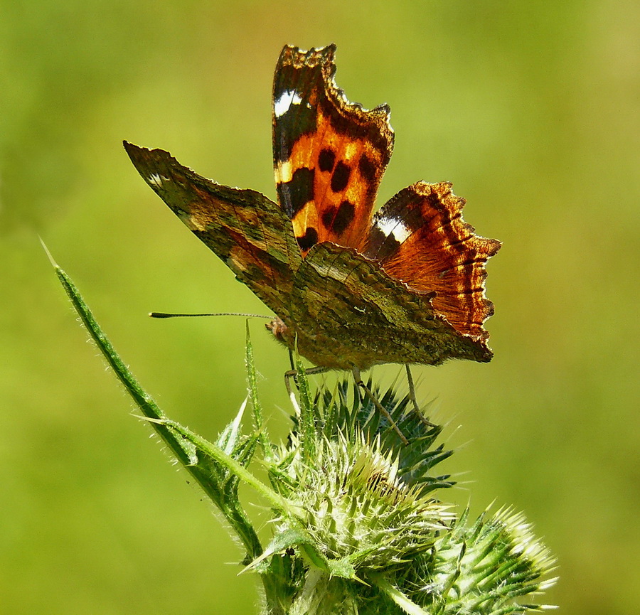 photo "Summer fine" tags: macro and close-up, nature, forest, summer, бабочки