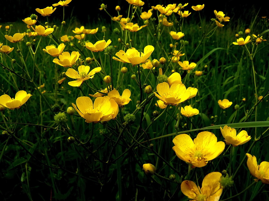 photo "Flock" tags: macro and close-up, nature, Лето цветы