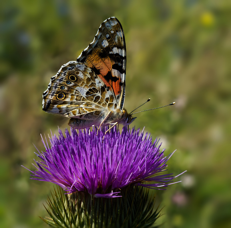 photo "***" tags: macro and close-up, nature, Репейница