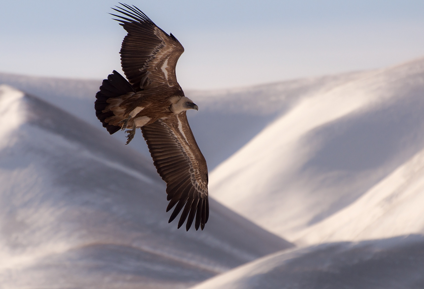 photo "***" tags: nature, flight, look, mountains, wild animals, wings, Сип, горы снег зима, размах