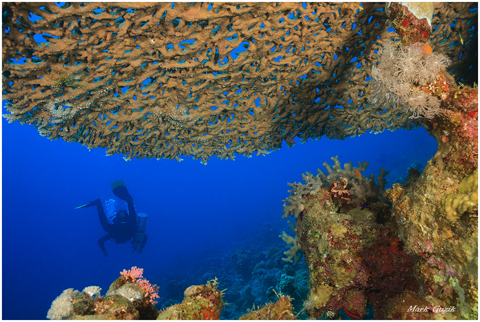 photo "Under the umbrella" tags: underwater, 