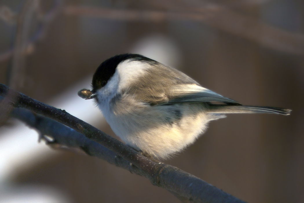 photo "Parus montanus" tags: nature, macro and close-up, 