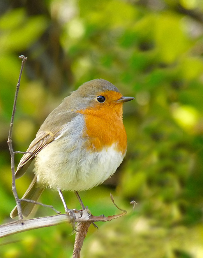 photo "***" tags: macro and close-up, wild animals