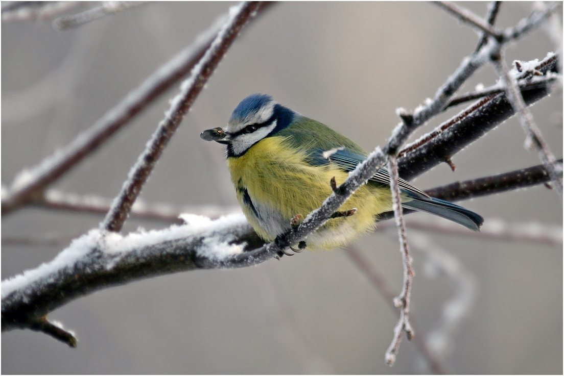 photo "Christmas meeting" tags: nature, macro and close-up, 