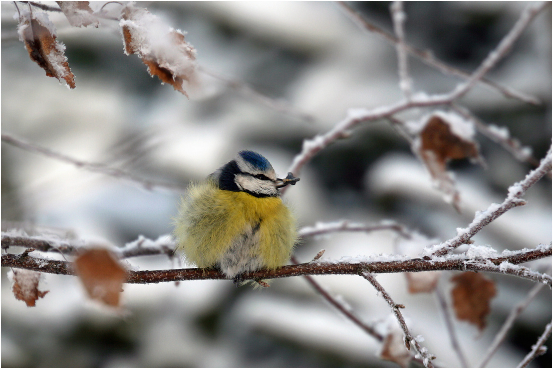 photo "Cold, hungry ..." tags: nature, macro and close-up, 