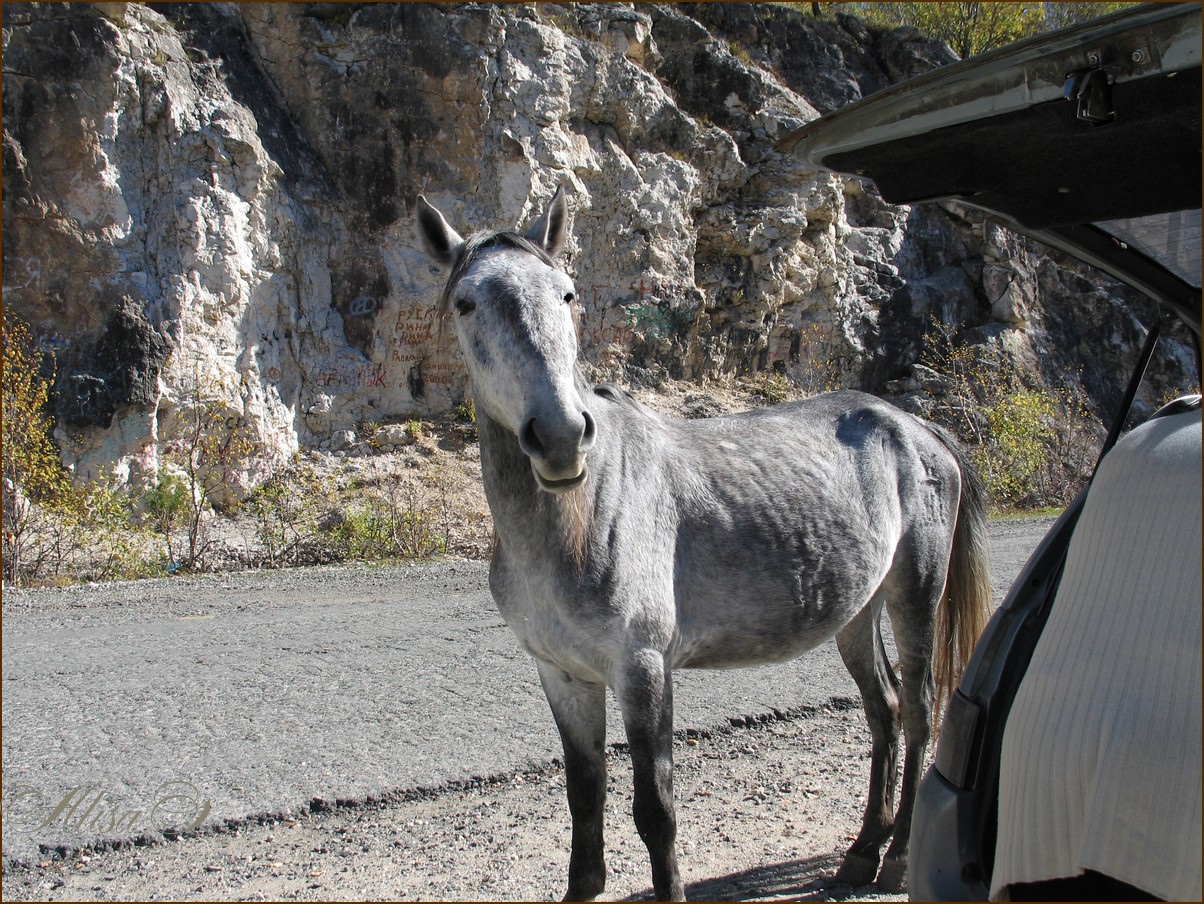 photo "Waits!" tags: humor, pets/farm animals