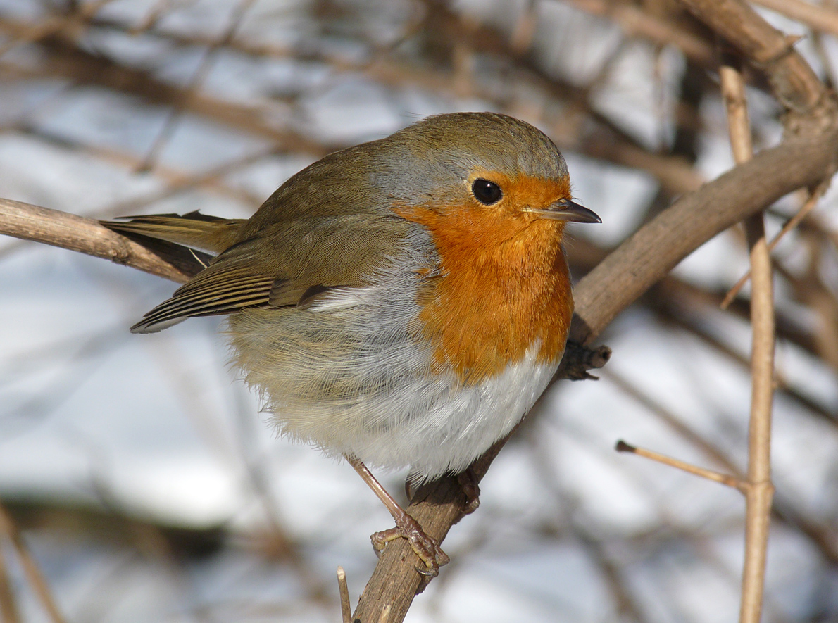 photo "***" tags: macro and close-up, wild animals