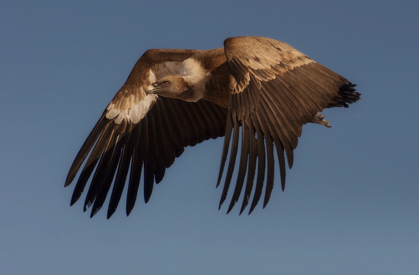 photo "***" tags: nature, flight, look, wild animals, wings, Сип, размах