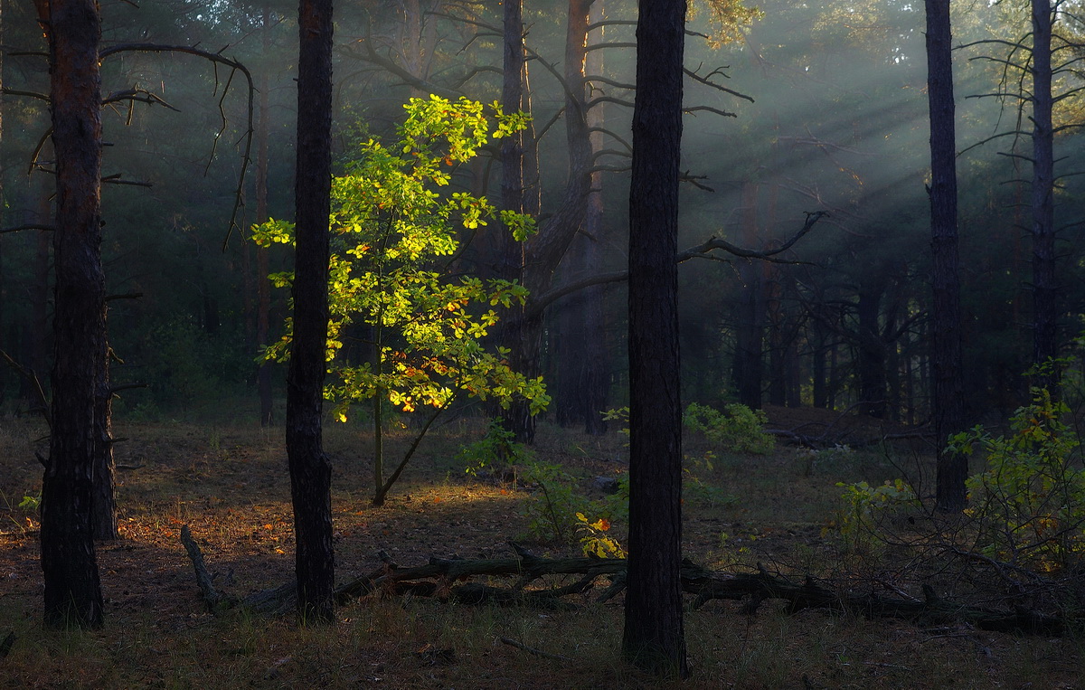 photo "***" tags: landscape, autumn, forest, light, morning, tree, полесье