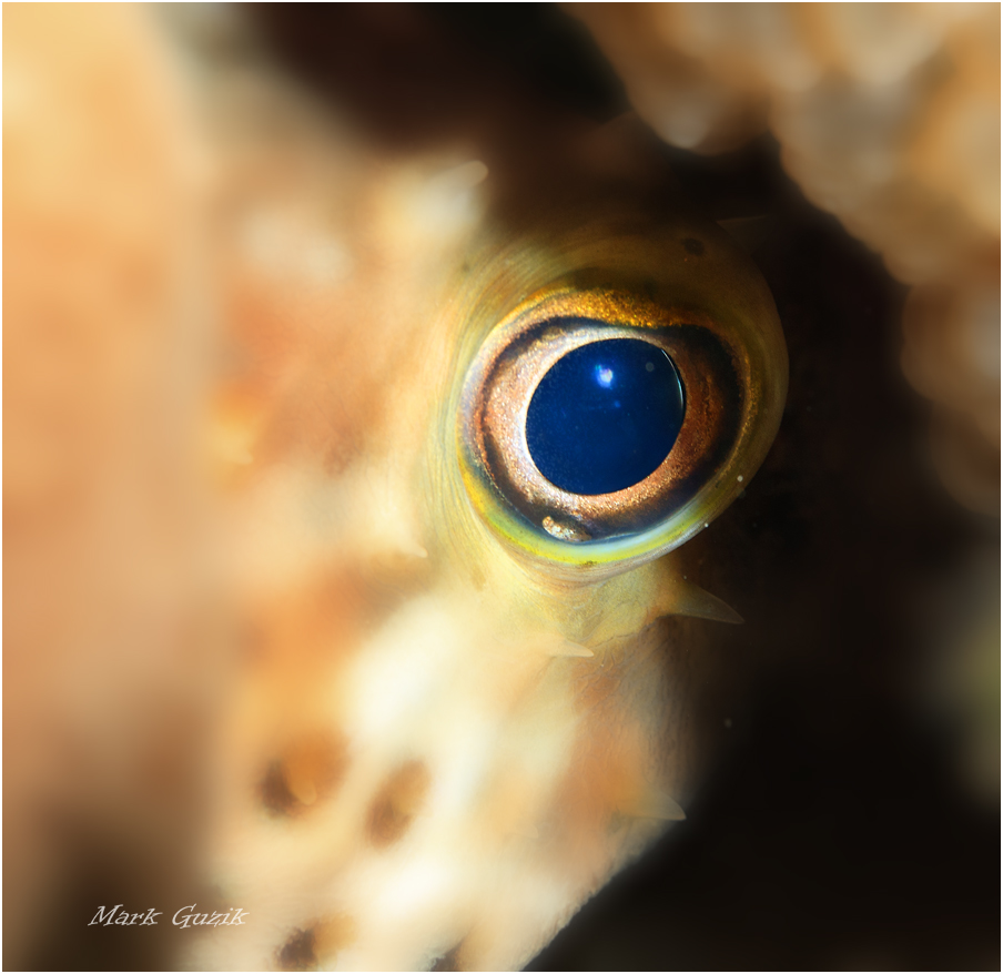 photo "Webcam or all-seeing eye" tags: underwater, 