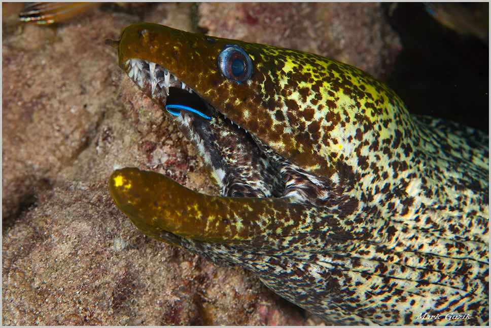 photo "Teeth cleaning" tags: underwater, 