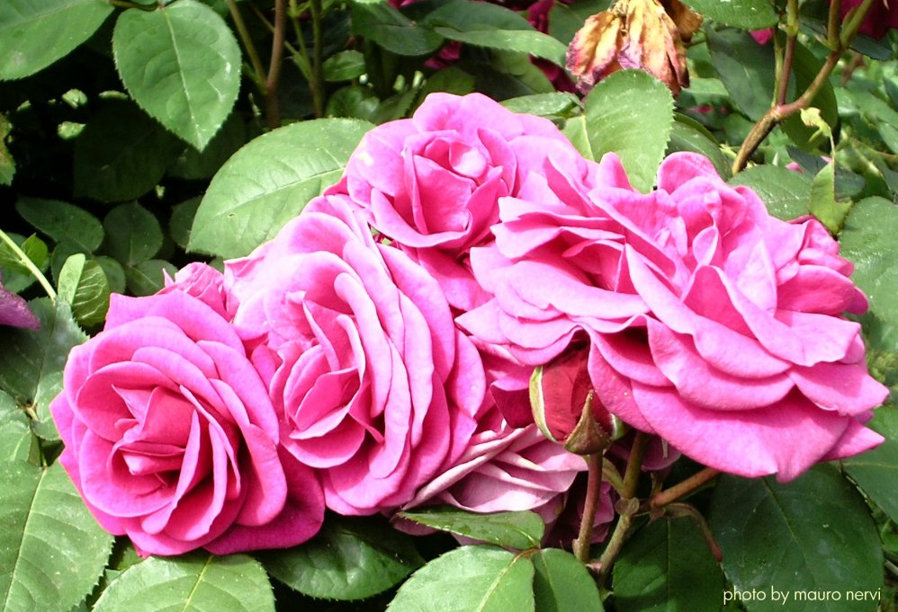 photo "roses" tags: nature, 
