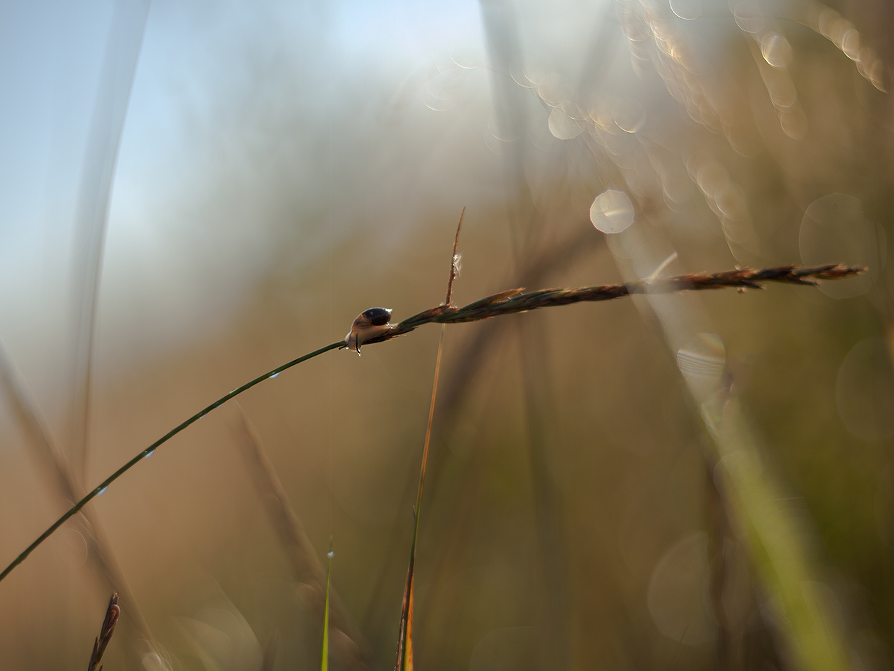 photo "***" tags: macro and close-up, nature, 