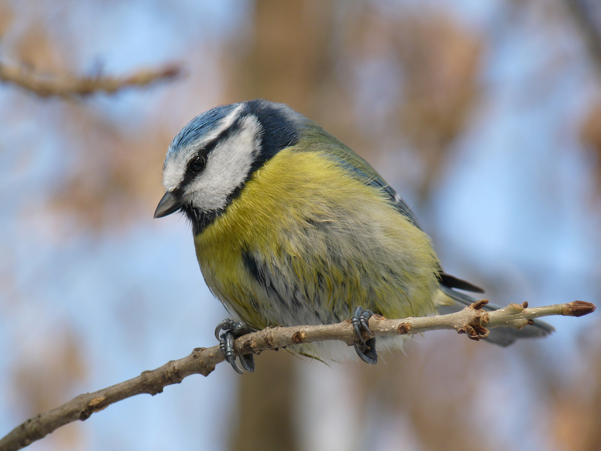 photo "***" tags: macro and close-up, nature, wild animals