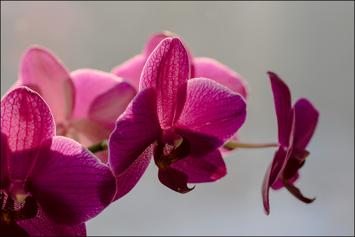 photo "* * *" tags: nature, macro and close-up, 