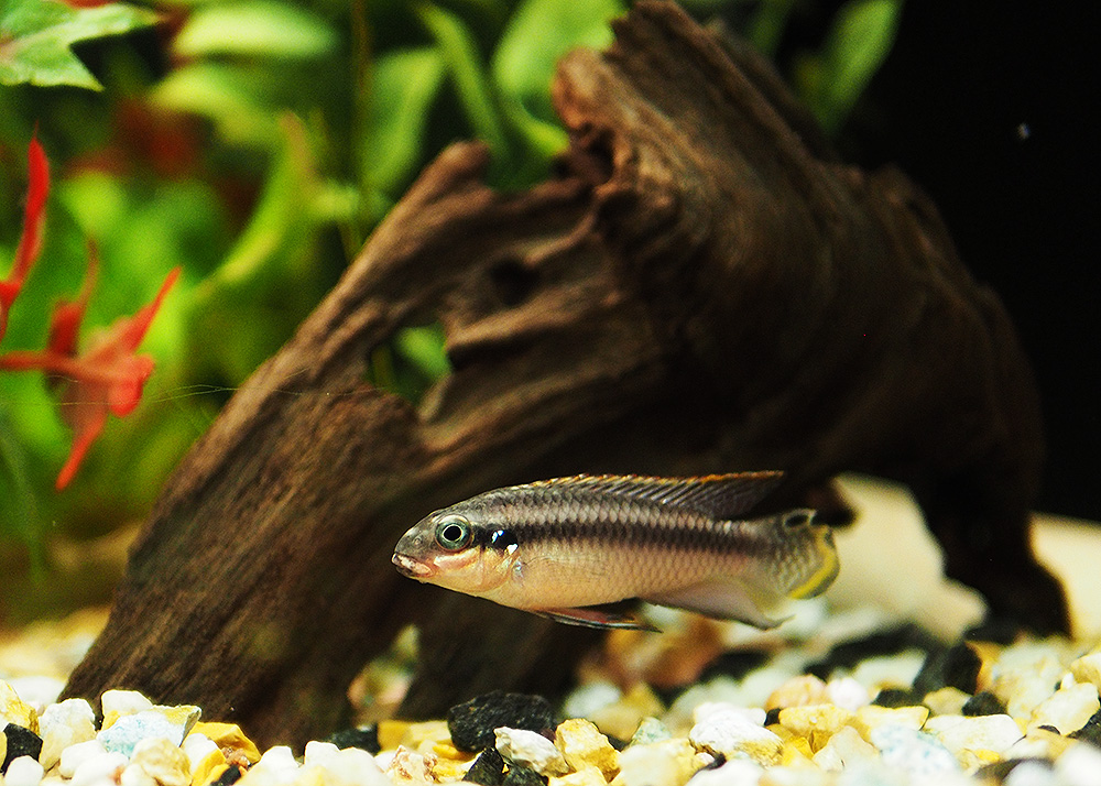 photo "Pelvicachromis taeniatus niger red" tags: portrait, nature, macro and close-up, 