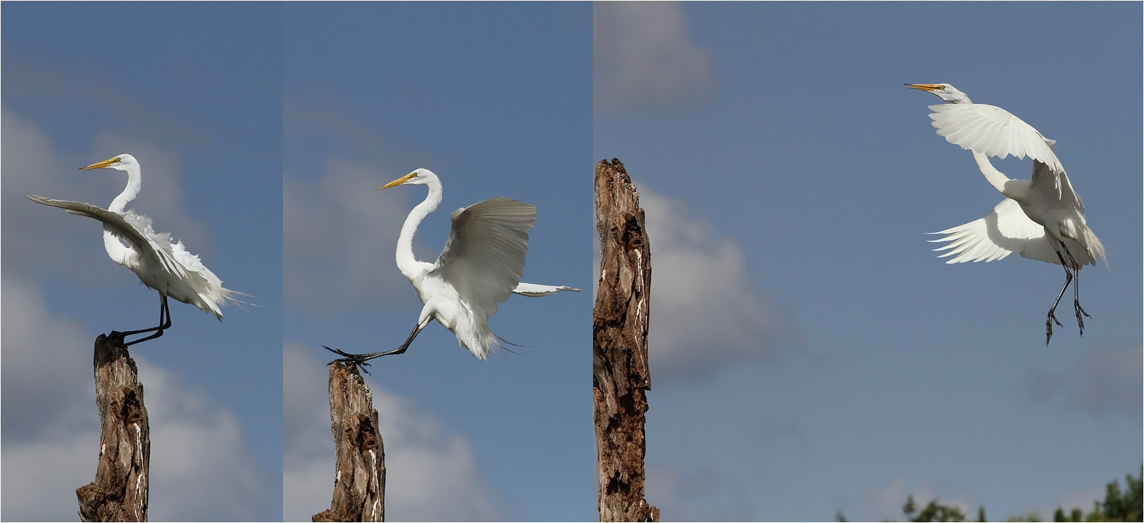 photo "Perfect landing" tags: nature, wild animals