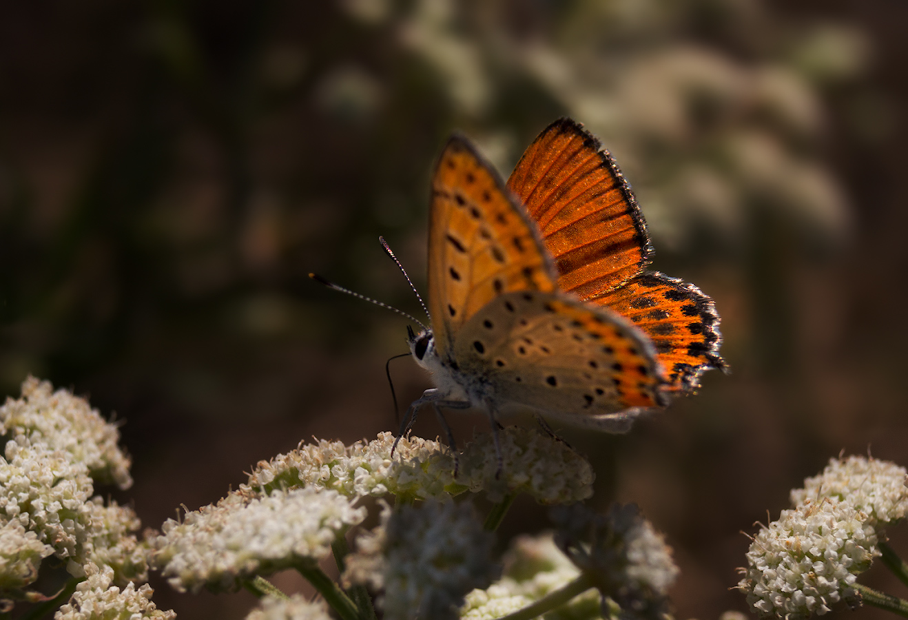 photo "***" tags: macro and close-up, nature, butterfly, червонец