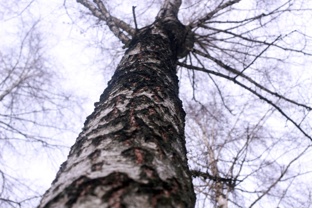 photo "***" tags: nature, 