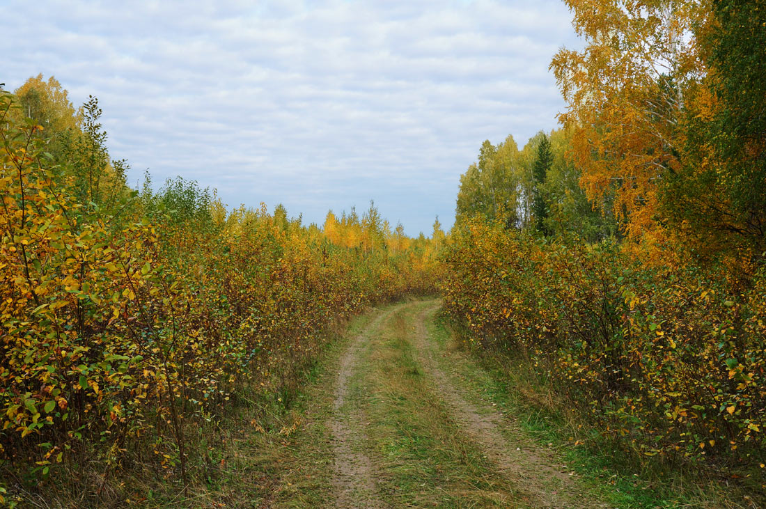 фото "Дорога в осень" метки: пейзаж, осень
