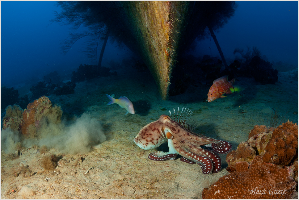 photo "Games near the ship" tags: underwater, 