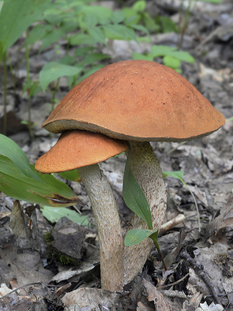 фото "В обнимочку" метки: природа, грибы