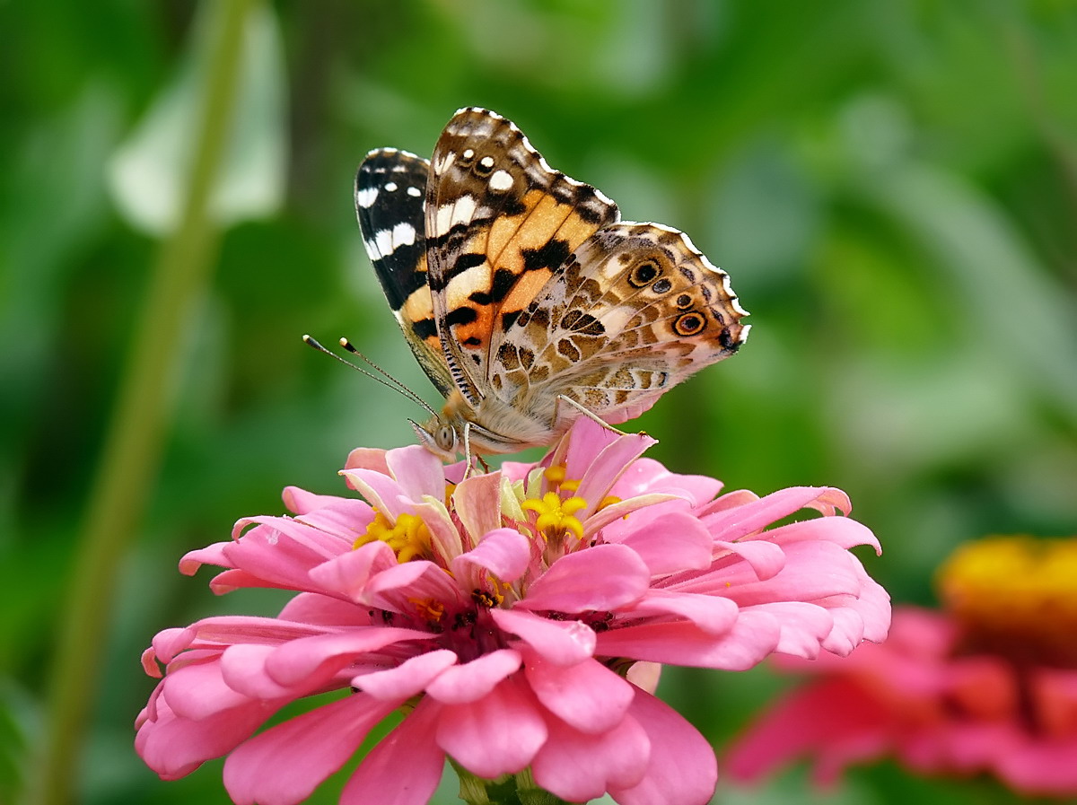 photo "***" tags: macro and close-up, insect