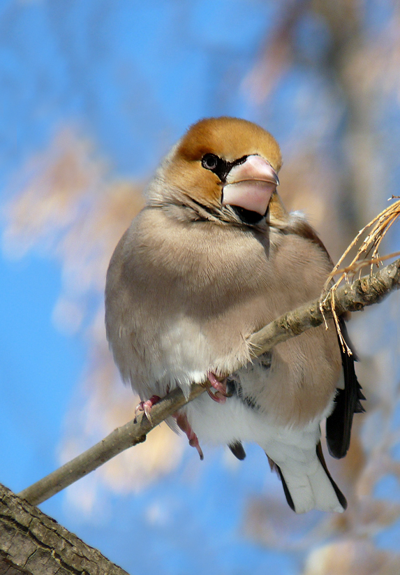 photo "***" tags: macro and close-up, wild animals